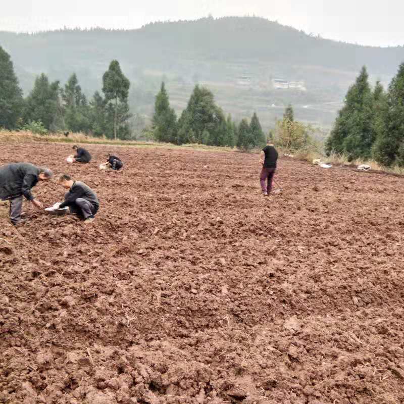 学校帮扶青家沟村种植中药材项目顺利完成